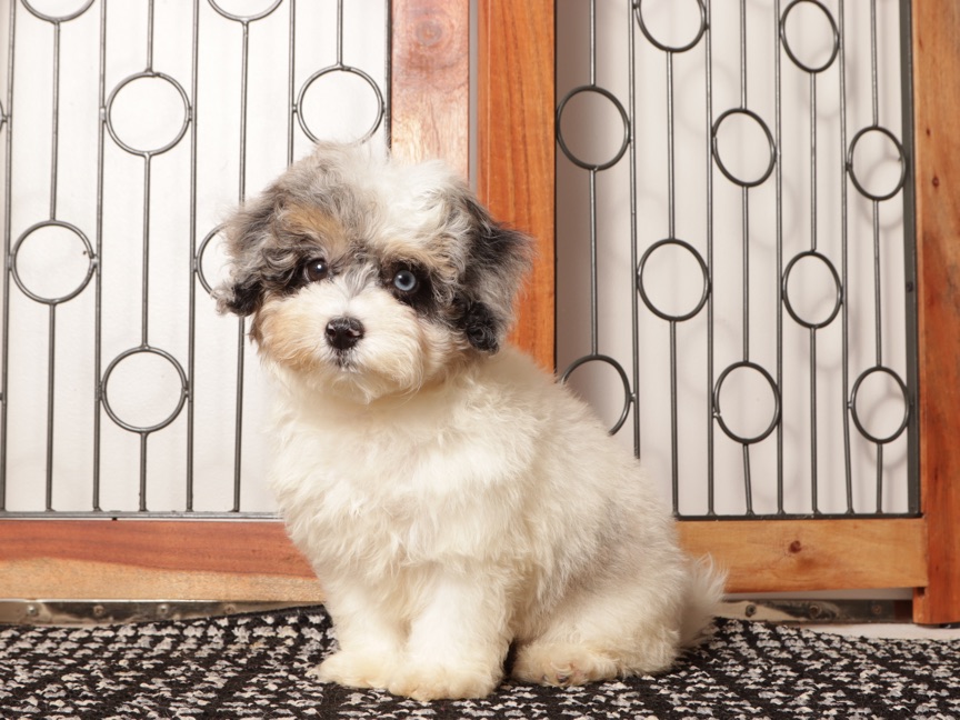 Gigi - Beautiful Female F1B Aussiepoo - Image 3