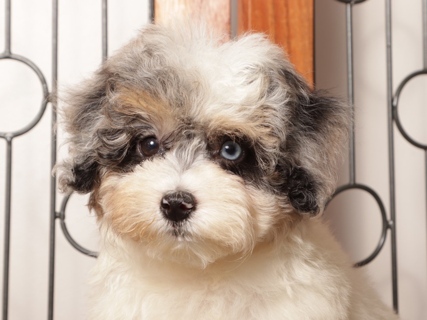 Gigi - Beautiful Female F1B Aussiepoo - Image 4