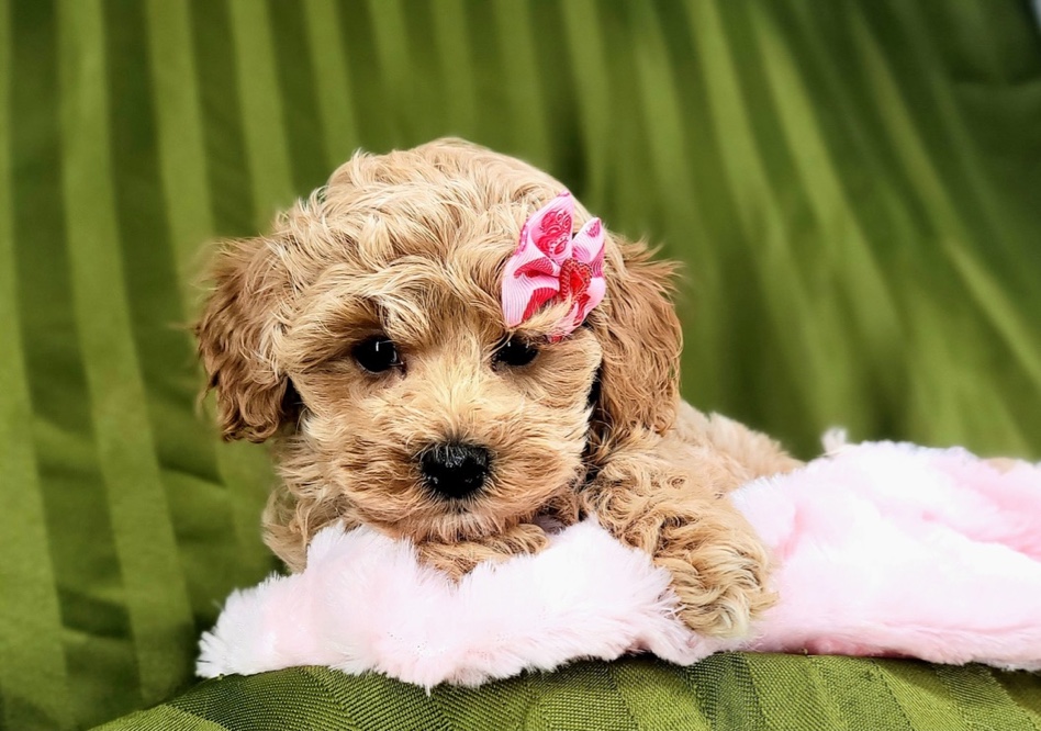 Gracie - Sweet Female F1B Cavapoo Puppy For Sale - Florida Puppies Online