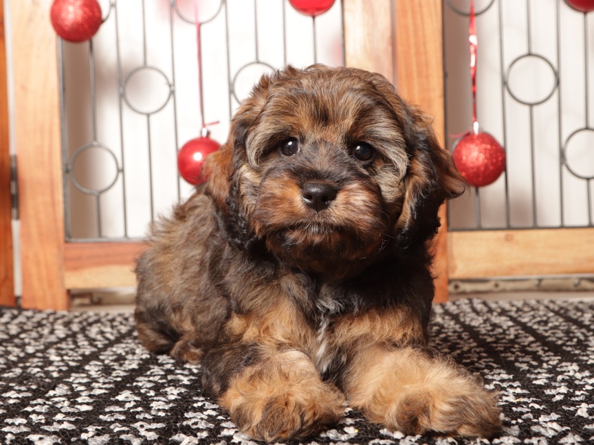 Gracie - Sweet Female Cavapoo Puppy For Sale