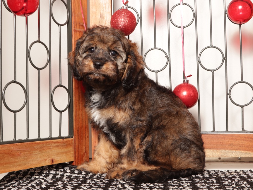 Gracie - Sweet Female Cavapoo Puppy For Sale - Image 2