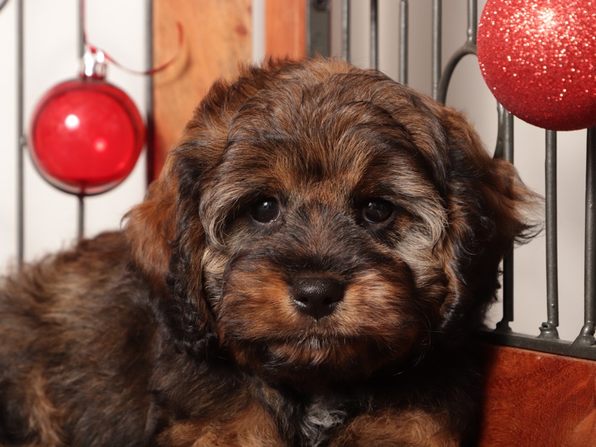 Gracie - Sweet Female Cavapoo Puppy For Sale - Image 3