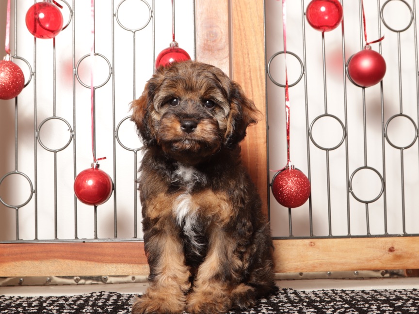 Gracie - Sweet Female Cavapoo Puppy For Sale - Image 4