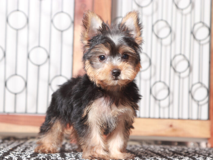 Gunner- Friendly Little Male ACA Yorkie Puppy