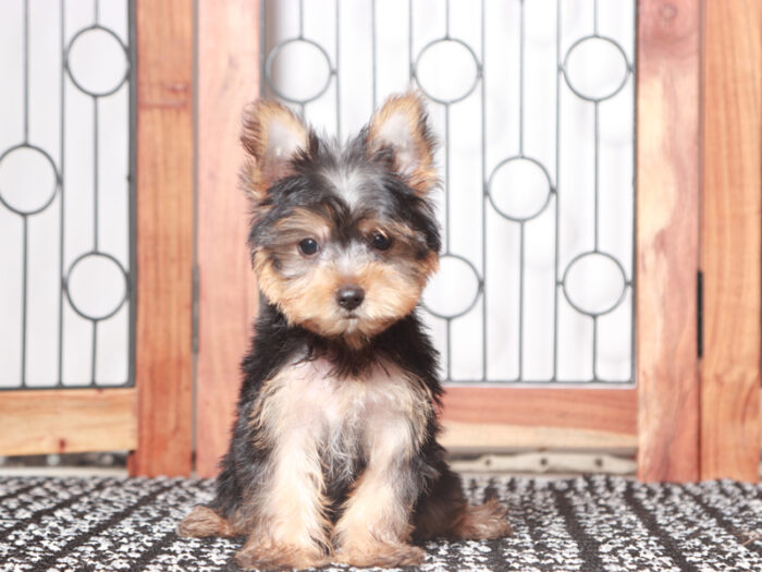 Gunner- Friendly Little Male ACA Yorkie Puppy - Image 2