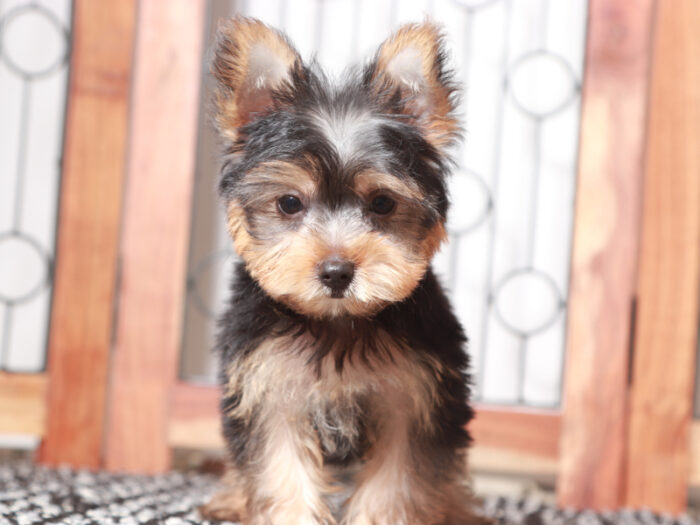 Gunner- Friendly Little Male ACA Yorkie Puppy - Image 3