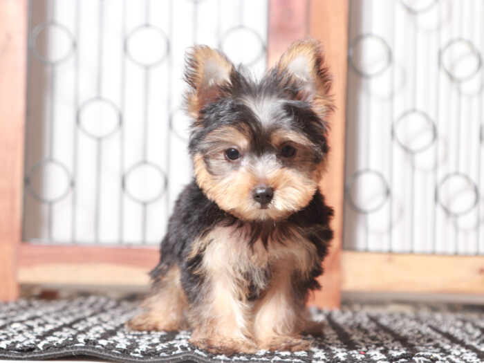 Gunner- Friendly Little Male ACA Yorkie Puppy - Image 4