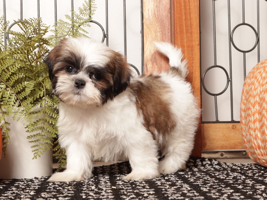 Hazel – Sassy Female Shih Tzu Puppy For Sale ACA