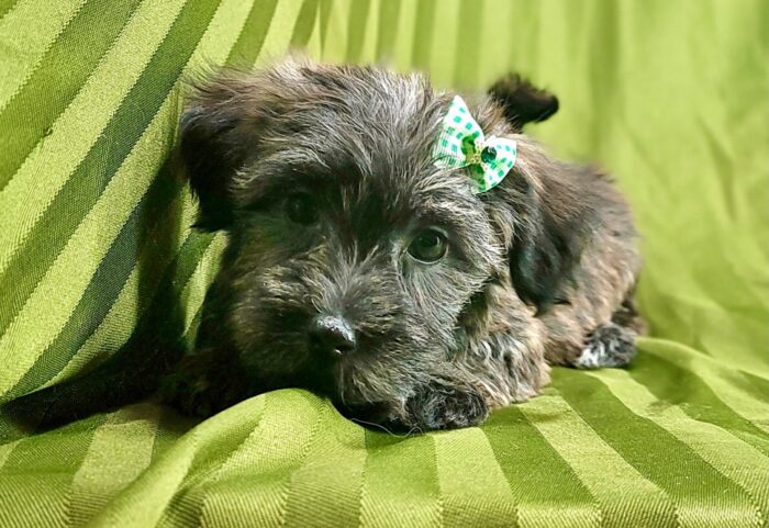 Ivy - Cute brindle female Morkie Puppy - Image 6