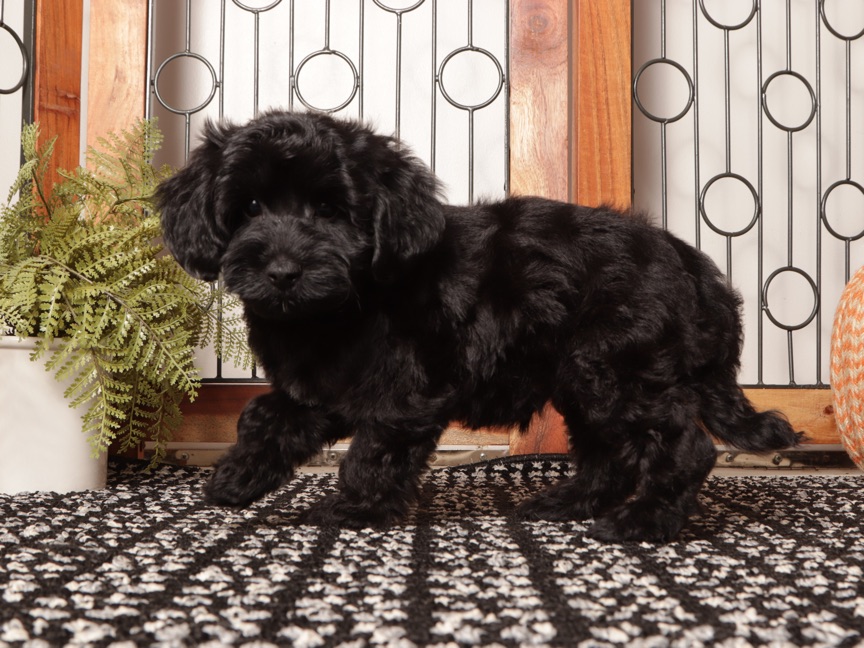 Jasper – Happy Male Yorkie Poo