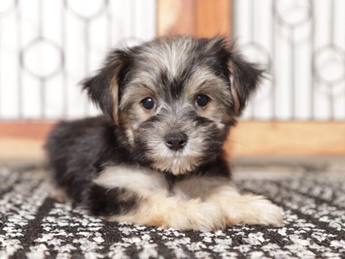 Jelly  - Precious Little Male Morkie Puppy