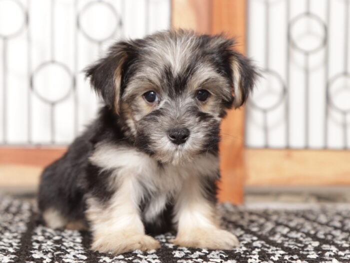 Jelly  - Precious Little Male Morkie Puppy - Image 2