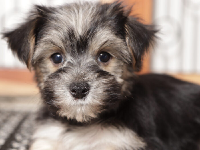 Jelly  - Precious Little Male Morkie Puppy - Image 3