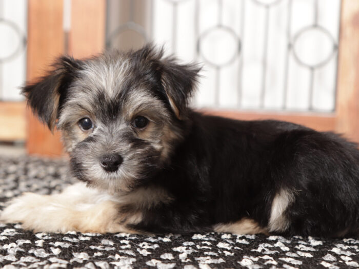 Jelly  - Precious Little Male Morkie Puppy - Image 4