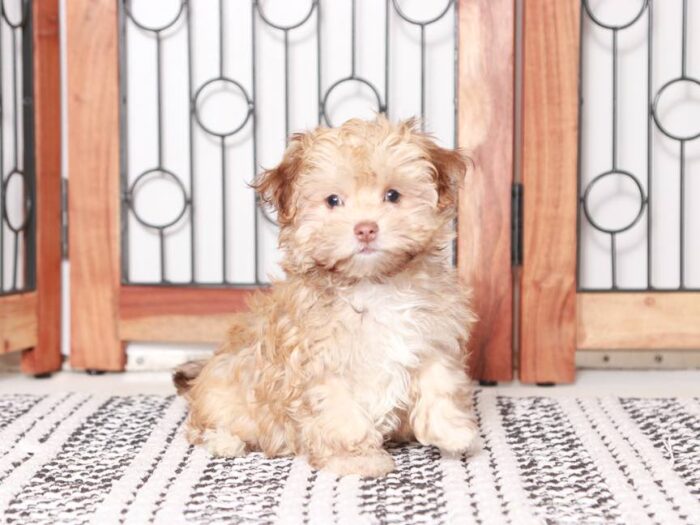 Jim  - Adorable Male Havanese Puppy - Image 2