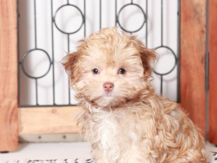 Jim  - Adorable Male Havanese Puppy - Image 5