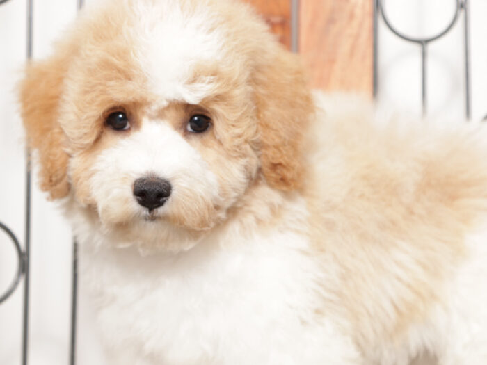 Jodi- Cute female Poochon Puppy for Sale in Florida - Image 5