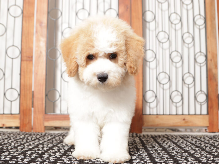 Jodi- Cute female Poochon Puppy for Sale in Florida - Image 4