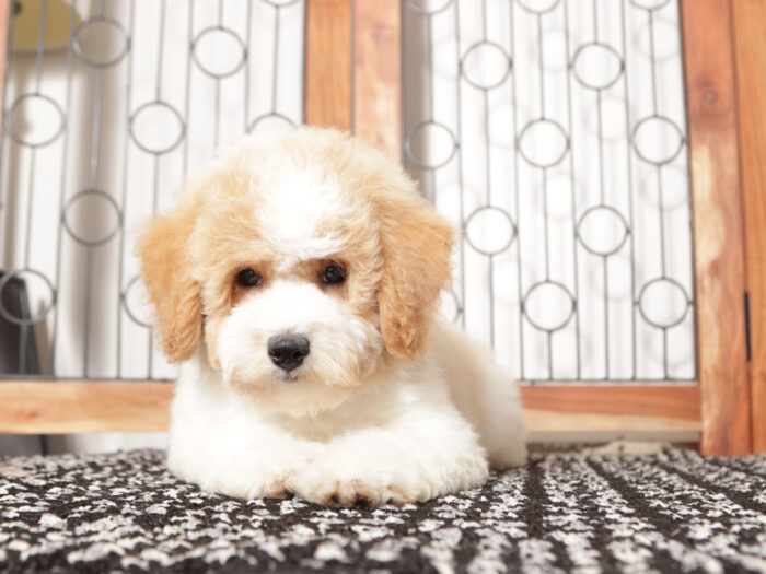 Jodi- Cute female Poochon Puppy for Sale in Florida - Image 3