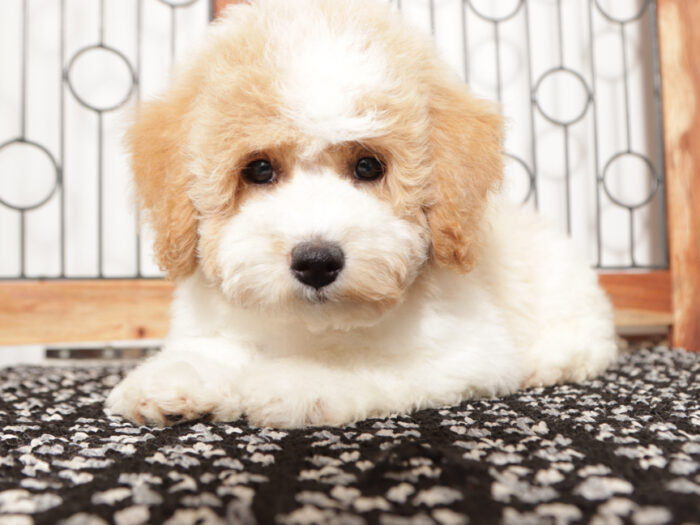 Jodi- Cute female Poochon Puppy for Sale in Florida