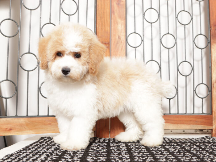 Jodi- Cute female Poochon Puppy for Sale in Florida - Image 2