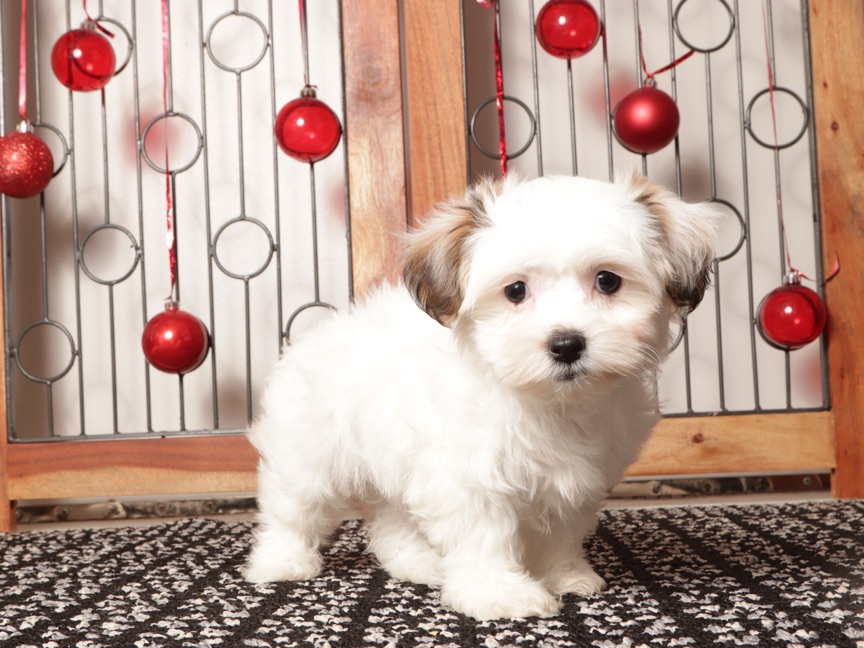 Juno - Cute Female Teddy Bear Puppy