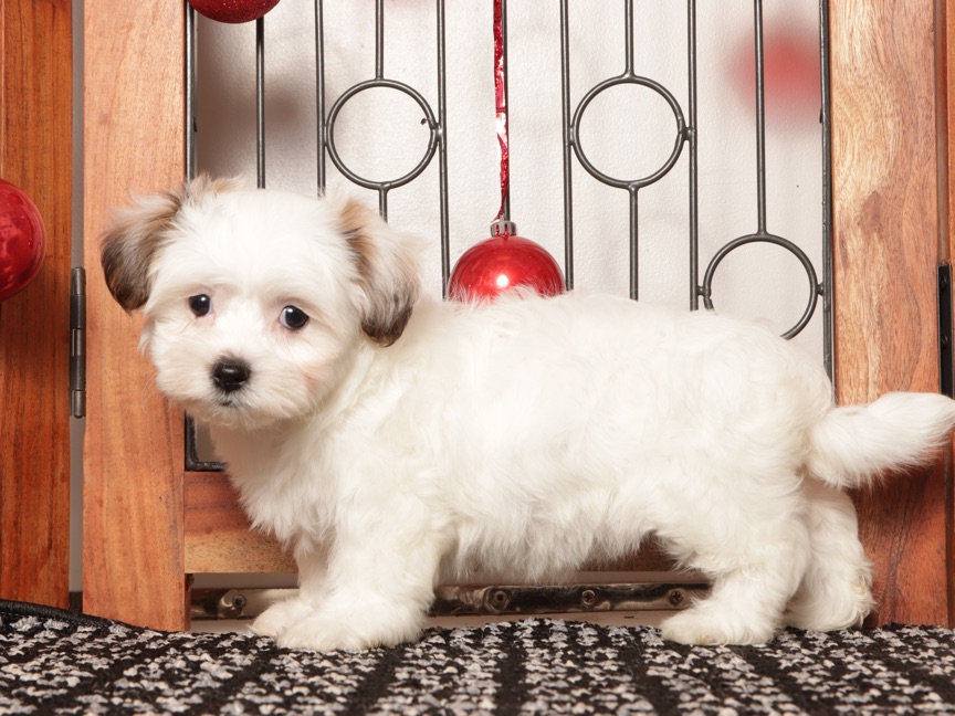 Juno - Cute Female Teddy Bear Puppy - Image 2