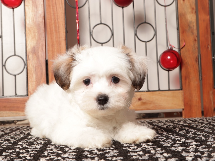 Juno - Cute Female Teddy Bear Puppy - Image 3