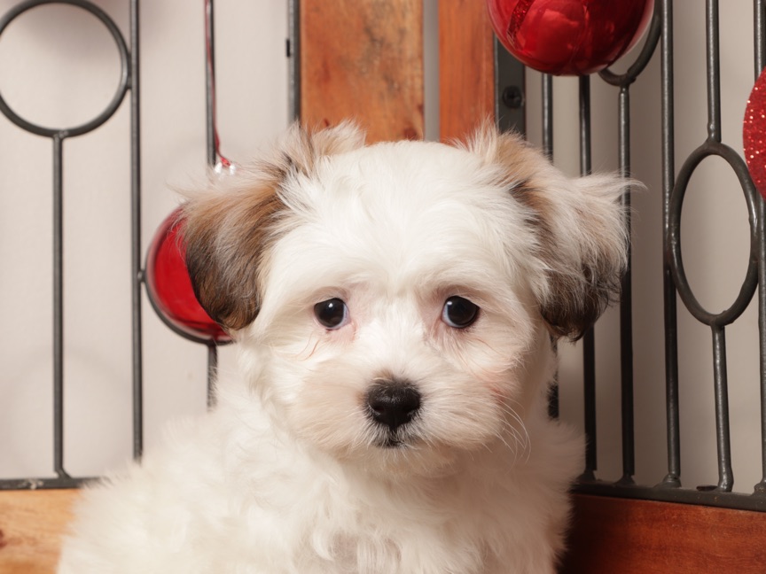 Juno - Cute Female Teddy Bear Puppy - Image 4