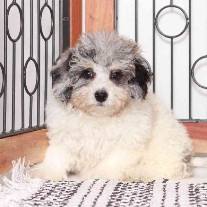 Justin - Lively Poochon Puppy for Sale in Florida - Image 2