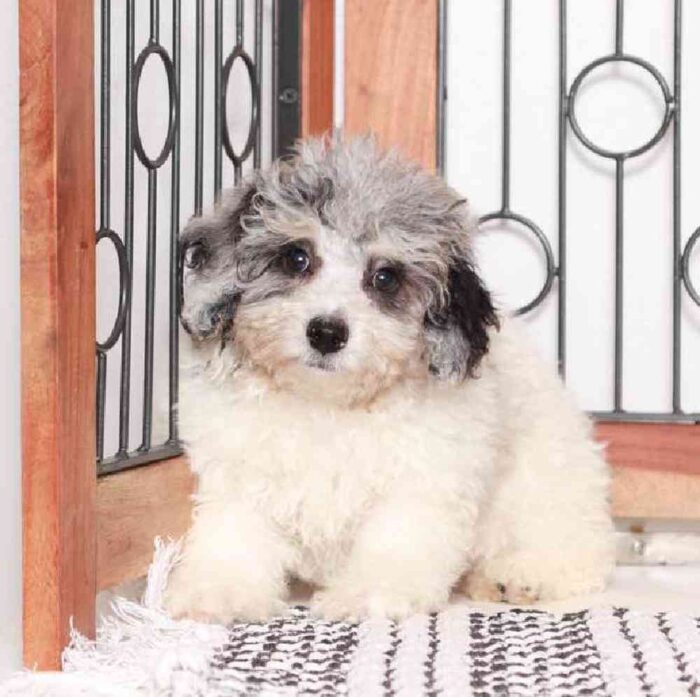 Justin - Lively Poochon Puppy for Sale in Florida - Image 3