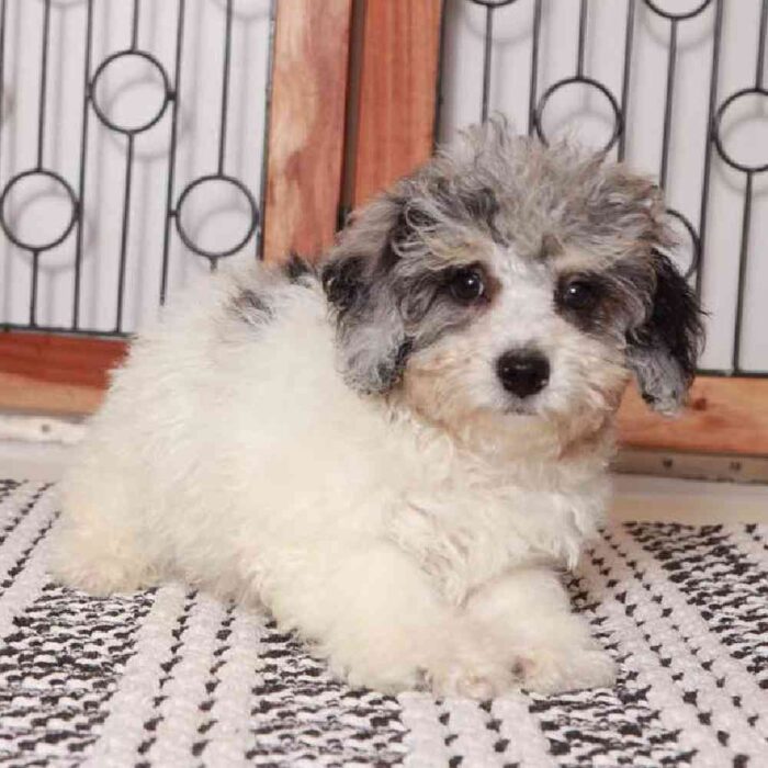 Justin - Lively Poochon Puppy for Sale in Florida - Image 4