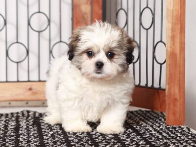 Kiara Shichon puppy