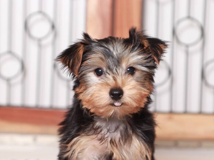 Kim - Beautiful Little  female Yorkie Puppy - Image 5