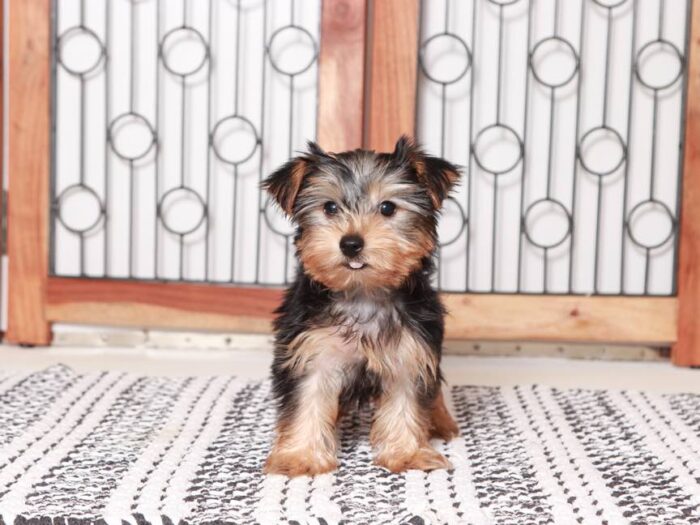 Kim - Beautiful Little  female Yorkie Puppy - Image 4