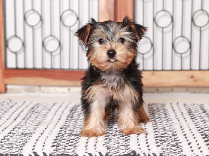 Kim - Beautiful Little  female Yorkie Puppy - Image 3