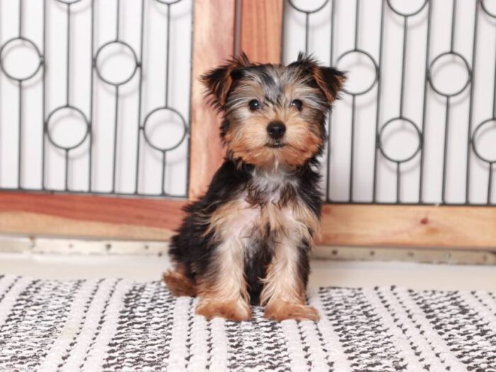 Kim - Beautiful Little  female Yorkie Puppy - Image 2