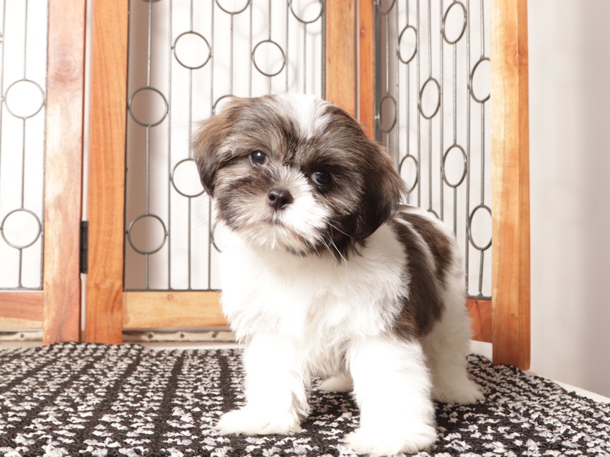 Kiwi – Sassy ACA Female Shih Tzu