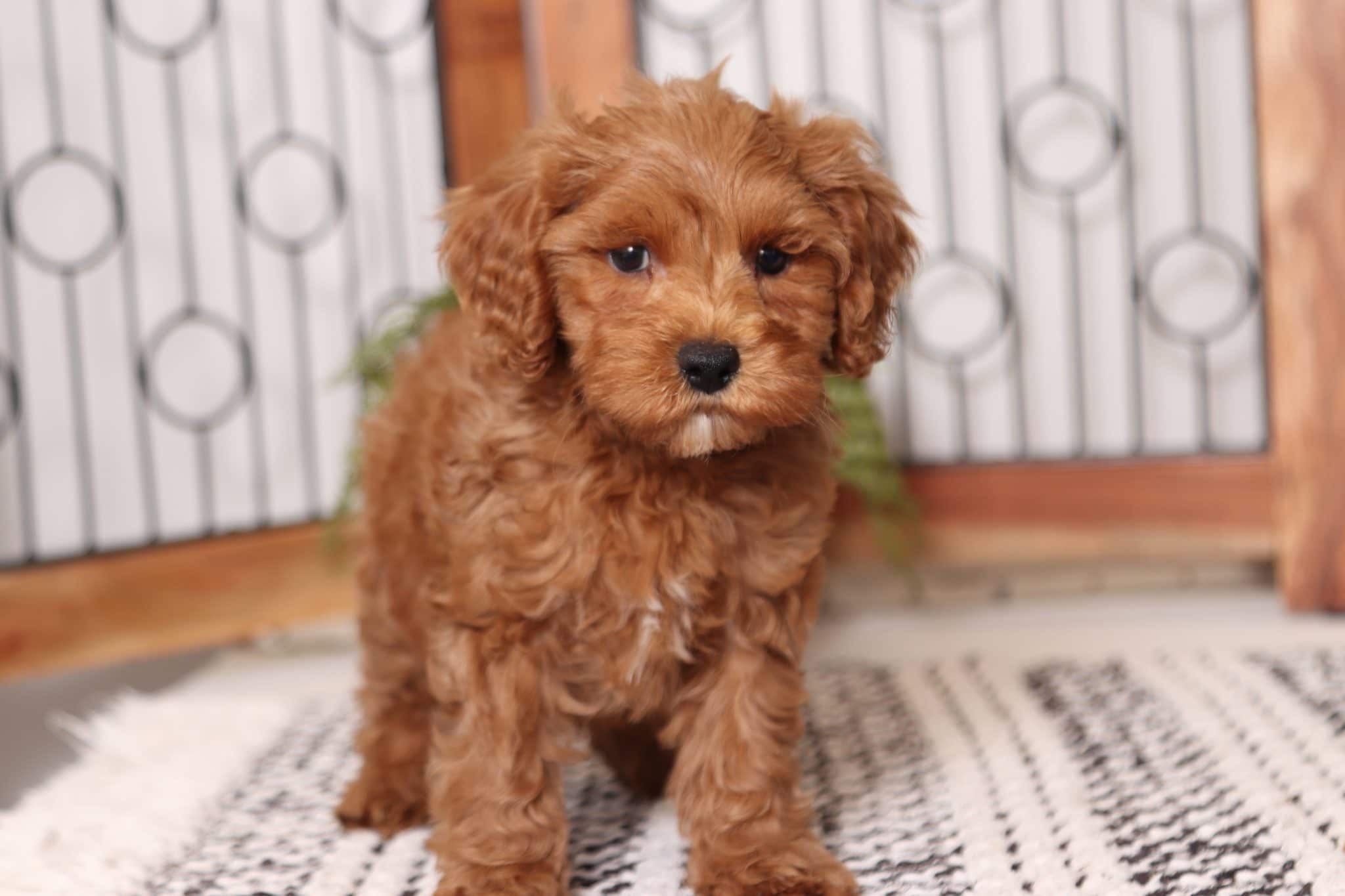 Landon - Sweet Little F1B Red Male Cavapoo Puppy - Florida Puppies Online