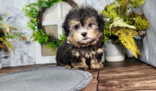 Teddy bear morkie puppies hotsell for sale