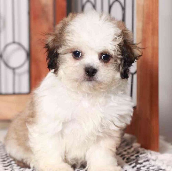 Lewis - Fluffy Teddy Bear Puppy for Sale in Florida - Image 2