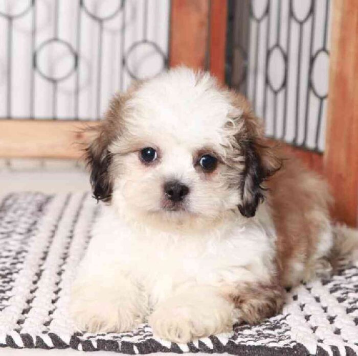 Lewis - Fluffy Teddy Bear Puppy for Sale in Florida - Image 3