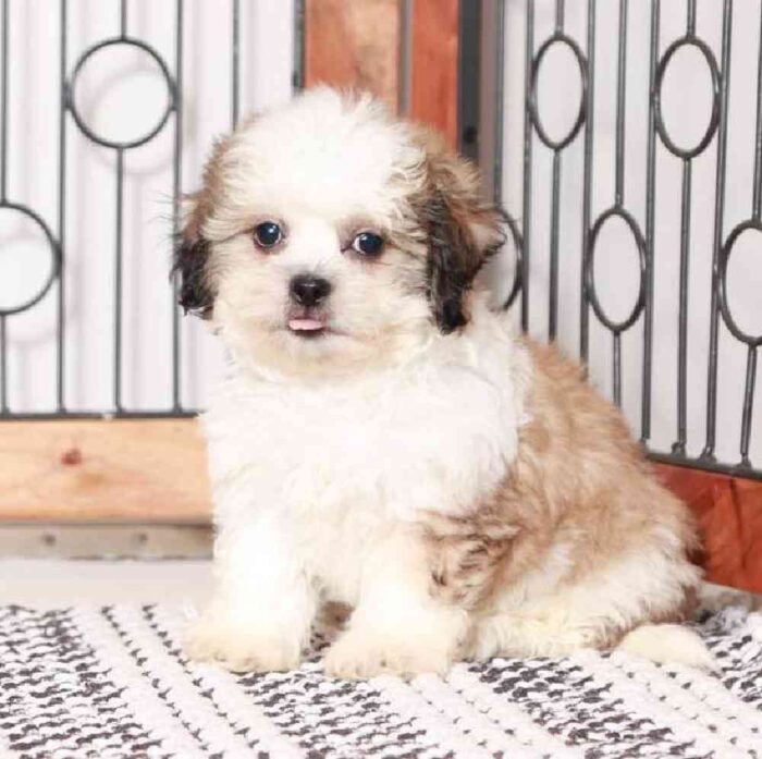 Lewis - Fluffy Teddy Bear Puppy for Sale in Florida - Image 4