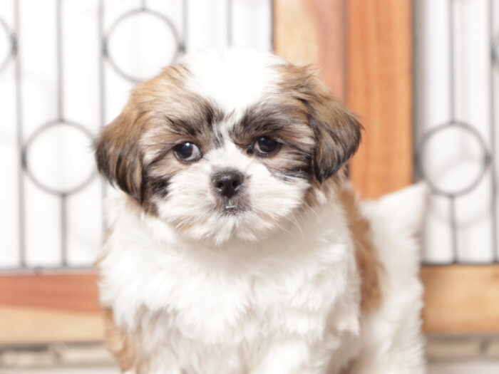 Linn - Loving ACA female Shih Tzu Puppy