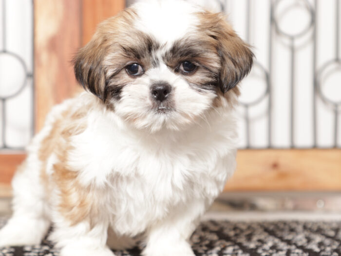Linn - Loving ACA female Shih Tzu Puppy - Image 2