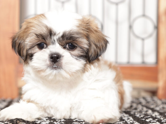 Linn - Loving ACA female Shih Tzu Puppy - Image 3