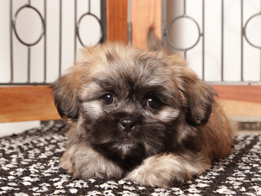 Loki - Loving Male Teddy Bear Puppy