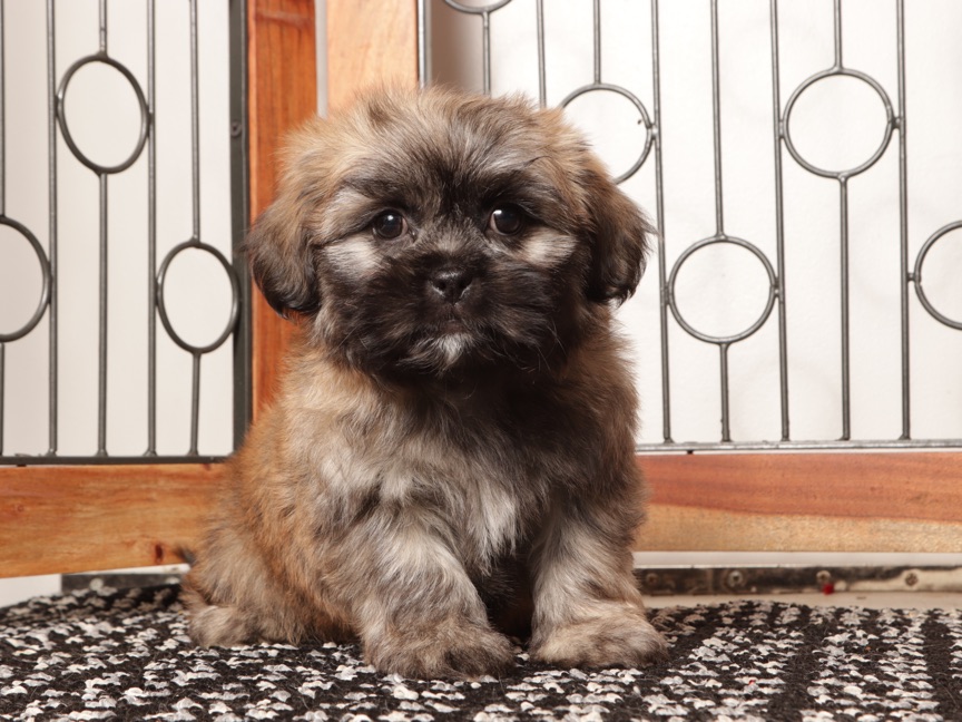Loki - Loving Male Teddy Bear Puppy - Image 2