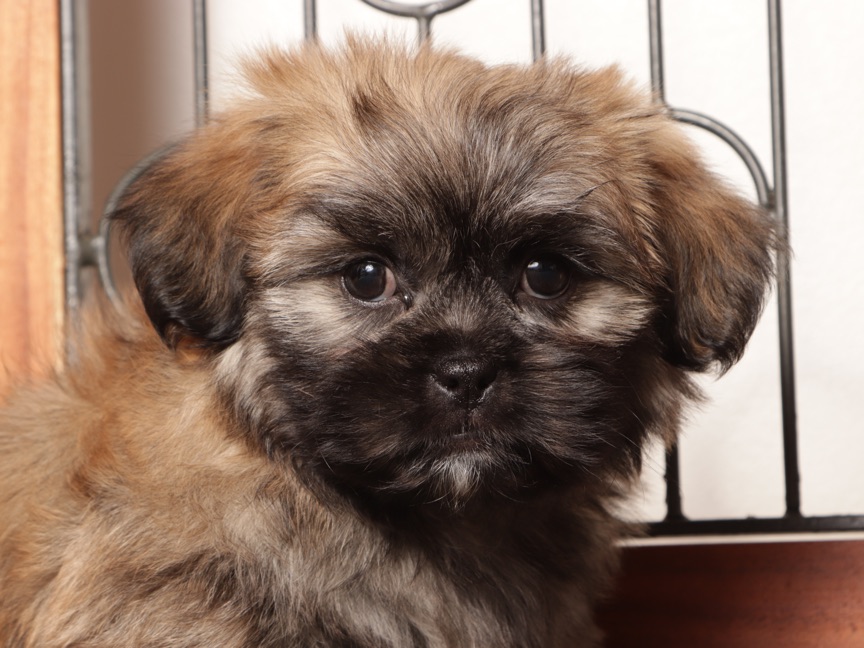 Loki - Loving Male Teddy Bear Puppy - Image 4
