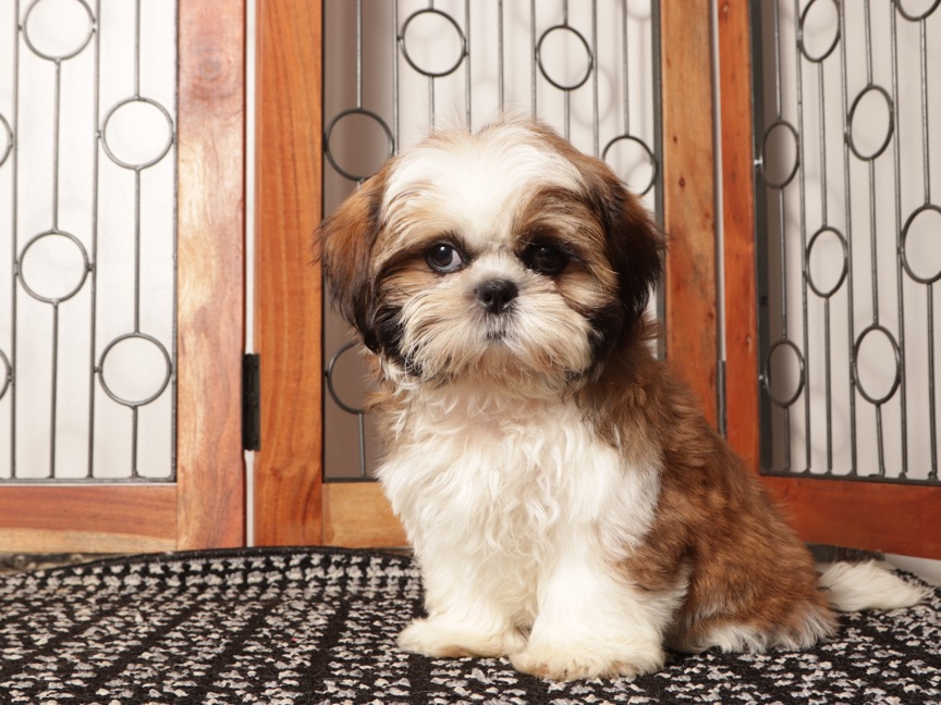 Luke - Awesome Tri Colored Male ACA Shih-Tzu Puppy